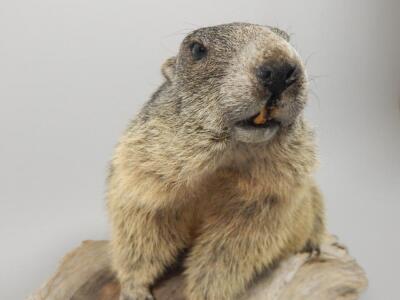 A taxidermied prairie dog - 2