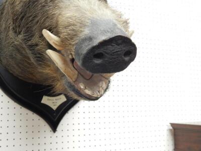 A taxidermied wild boar by Roland Ward - 2