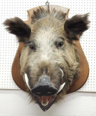 A large taxidermied wild boars head