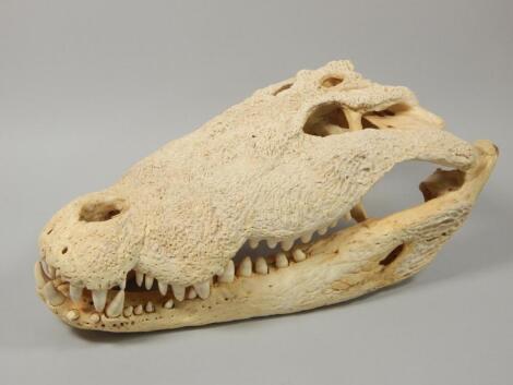 A Nile crocodile skull