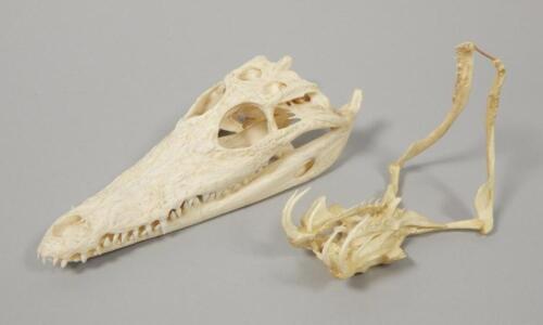 A small alligator or crocodile skull