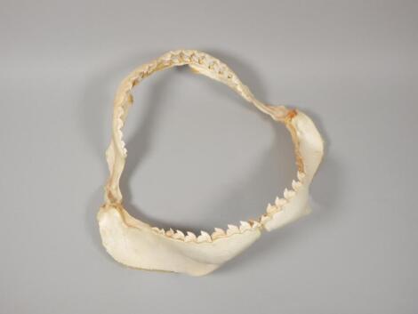 A tiger shark jaw