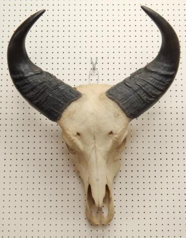 A forest buffalo skull and horns