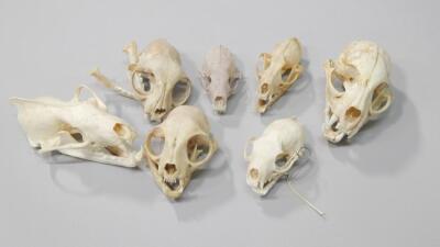 A collection of small cat skulls