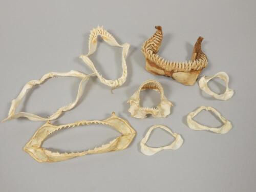 A collection of various small shark jaws