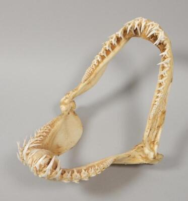 A grey nurse shark jaw