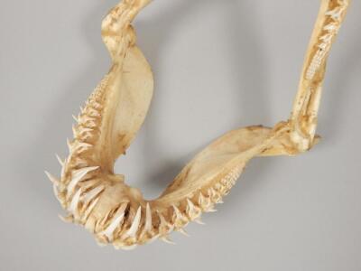 A grey nurse shark jaw - 2