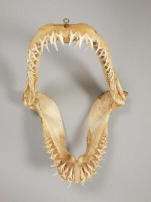 A grey nurse shark jaw - 3