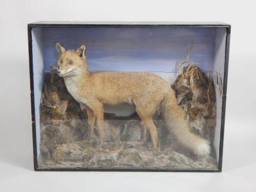 A taxidermied fox