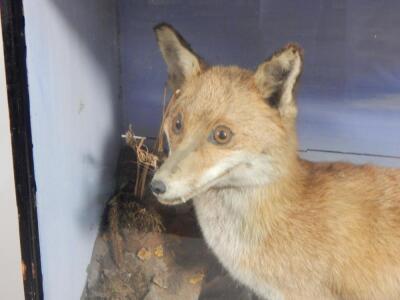 A taxidermied fox - 2