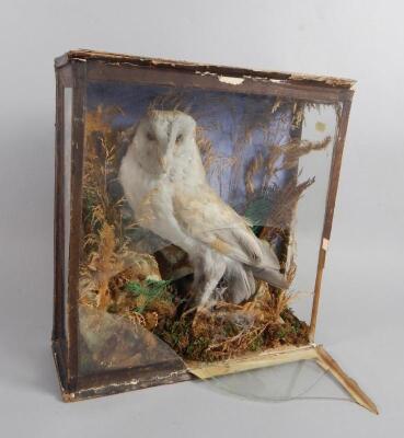 A Victorian taxidermied owl