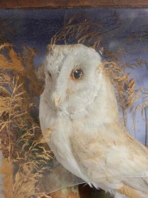 A Victorian taxidermied owl - 2