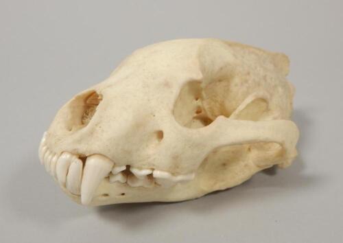 A wolverine skull