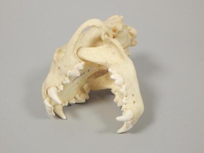 A wolverine skull - 2