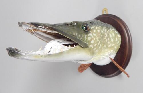 A taxidermied head of a pike