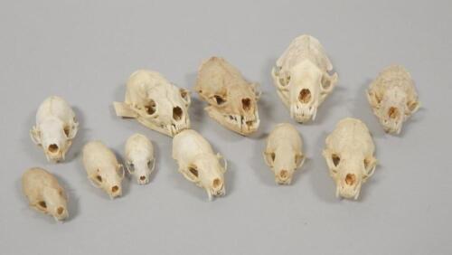 Various skulls