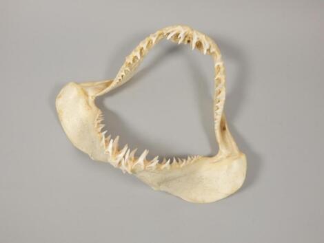 A short fin mako shark jaw