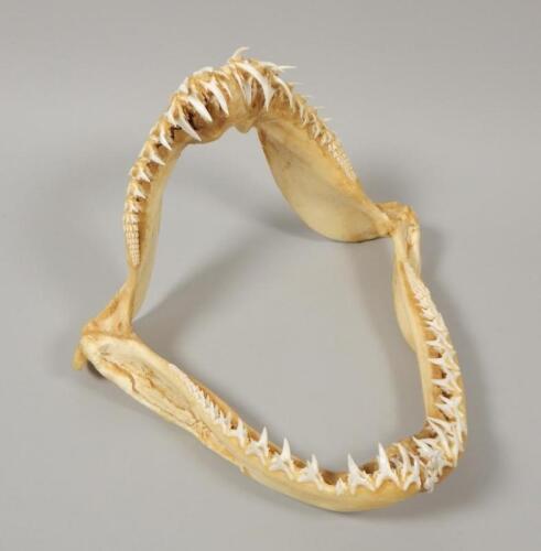 A shark jaw