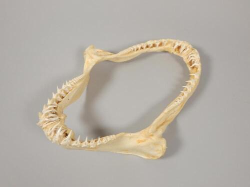 A sand tiger shark jaw