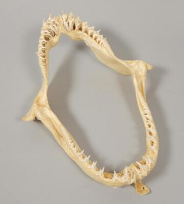 A sand tiger shark jaw - 2