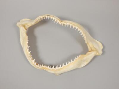 A black tip shark jaw