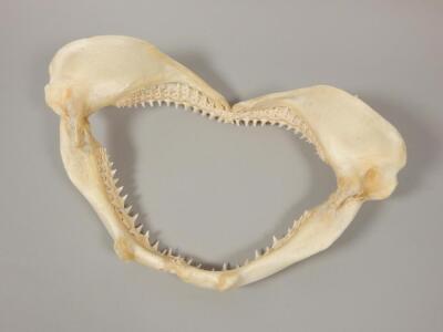 A black tip shark jaw - 2