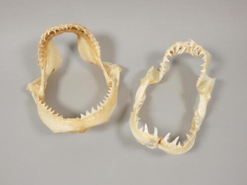 Two shark jaws