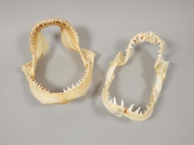 Two shark jaws