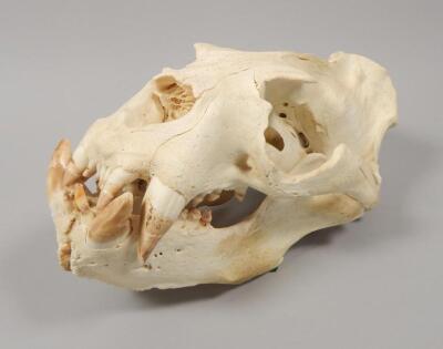 A southern sea lion skull