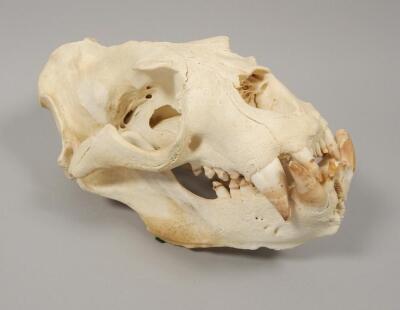 A southern sea lion skull - 2