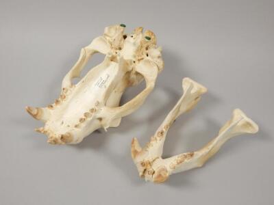 A southern sea lion skull - 3