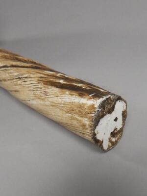 A resin replica of a Narwhal tusk - 3