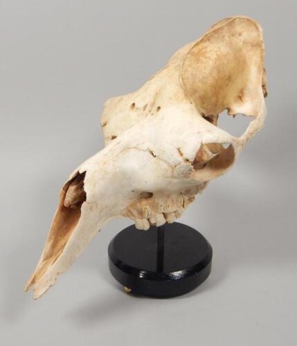 A mounted camel skull