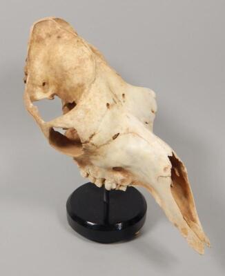 A mounted camel skull - 2