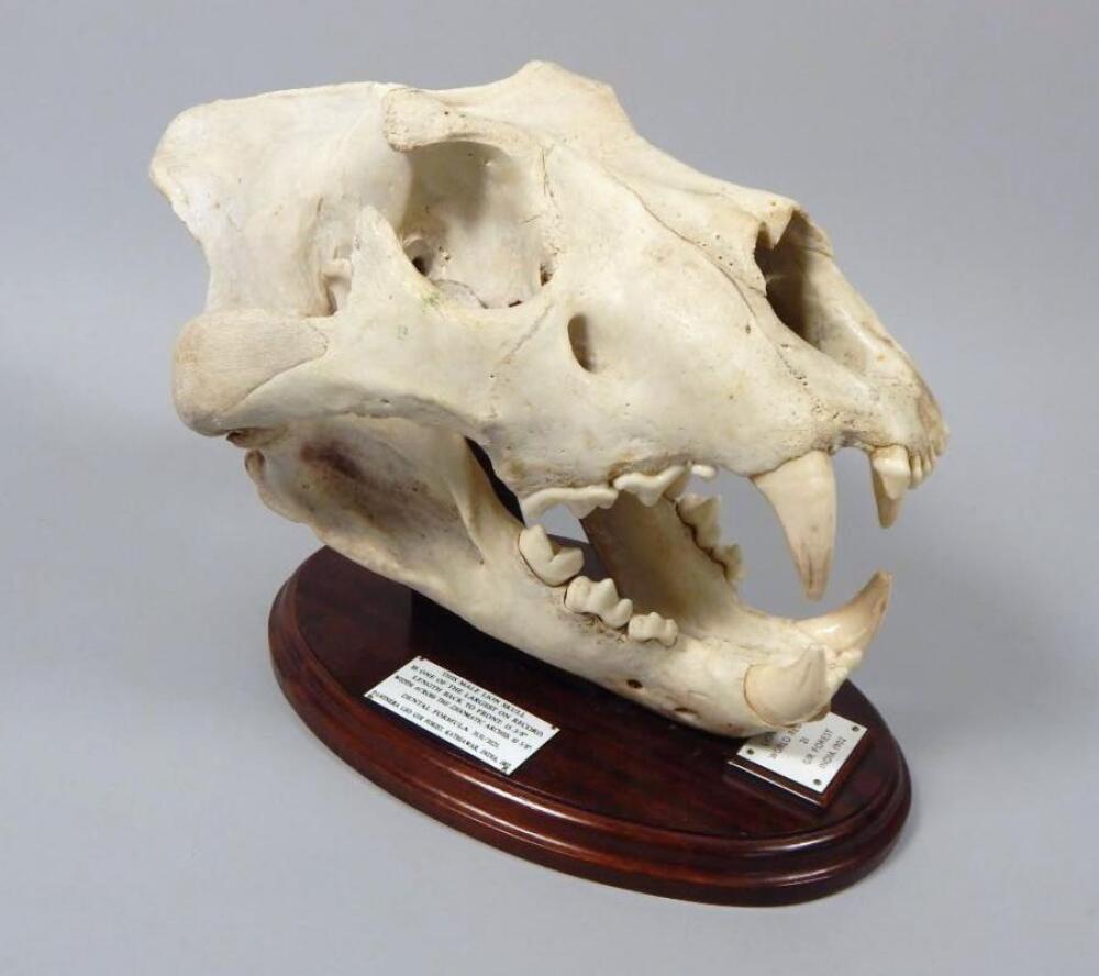 lion teeth skull