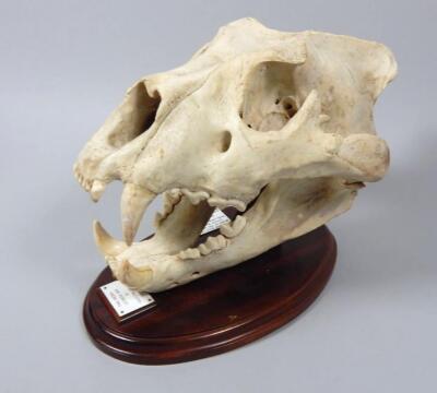 A male lion skull - 2