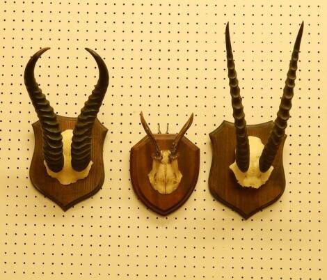 A pair of Thompsons Gazelle horns