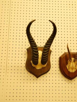 A pair of Thompsons Gazelle horns - 2