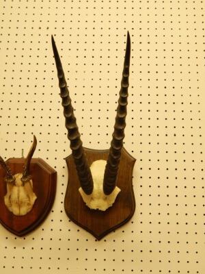 A pair of Thompsons Gazelle horns - 3