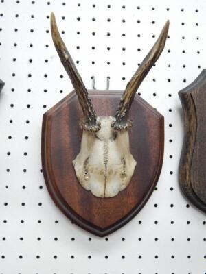 A pair of Thompsons Gazelle horns - 4