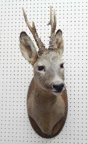 A taxidermied roe deer head