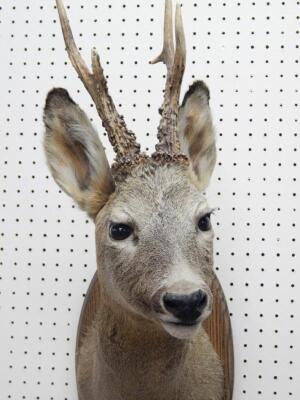 A taxidermied roe deer head - 2