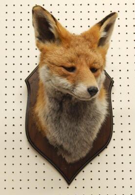 A taxidermied fox head and neck