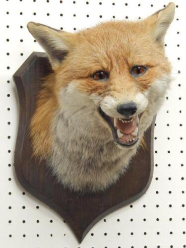 A taxidermied foxes head and neck