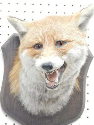 A taxidermied foxes head and neck - 2