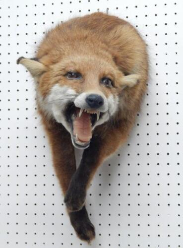A taxidermied fox