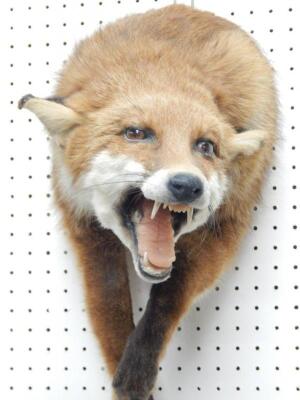 A taxidermied fox - 2