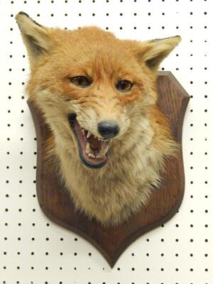 A taxidermied fox head by Spicer & Sons of Leamington Spa