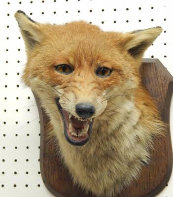 A taxidermied fox head by Spicer & Sons of Leamington Spa - 2