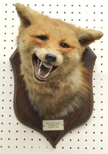 A taxidermied fox head and neck by Spicer & Sons of Leamington SPa